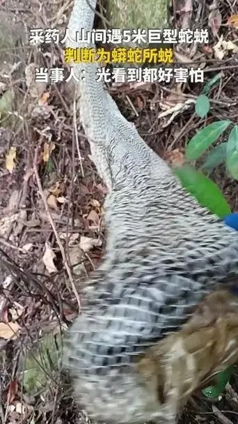 吓瘫！61 岁采药人悬崖遇 5 米巨型蛇蜕，银