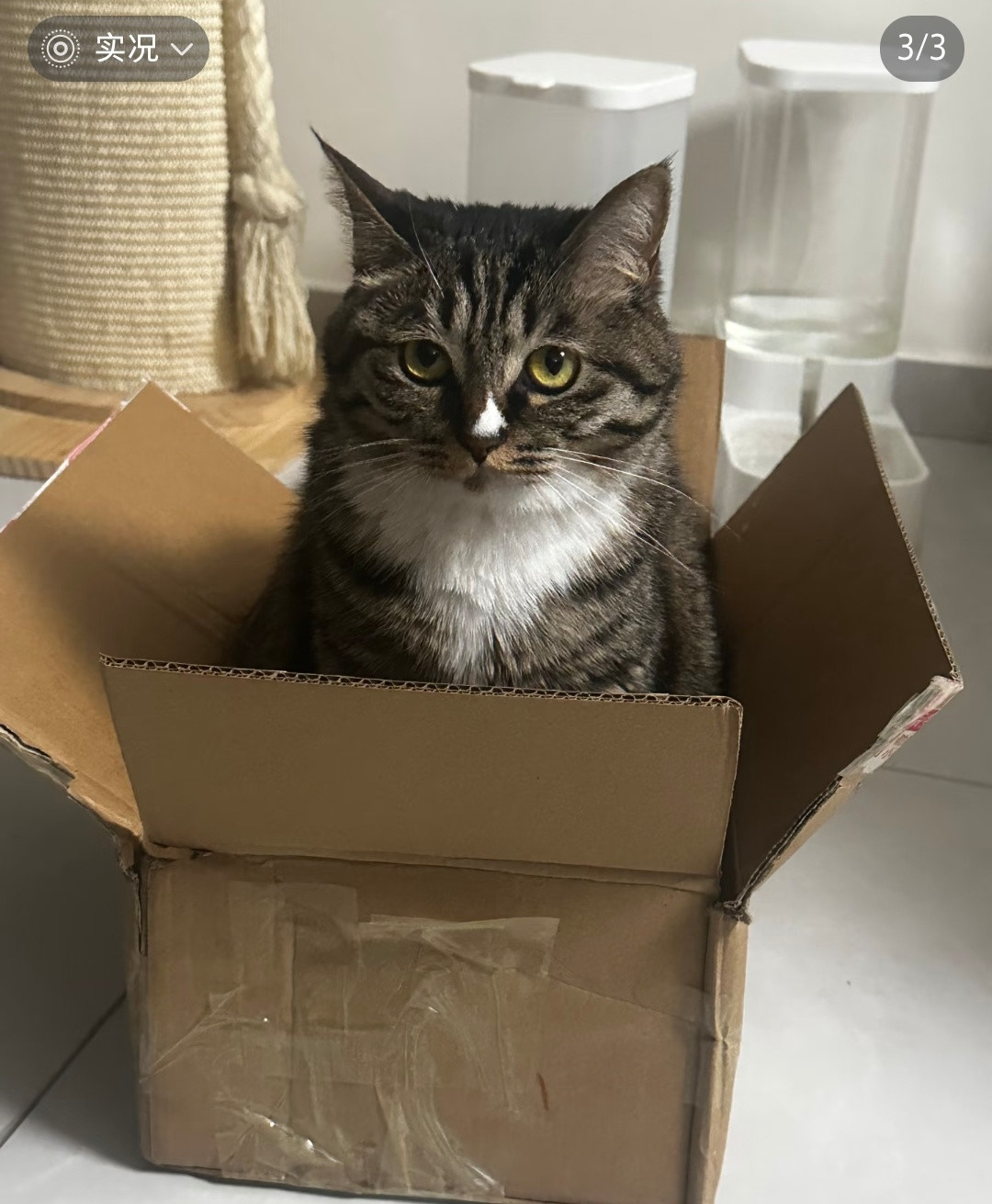 哈哈哈评论好好笑，只抓自己家的耗子，别人家的不抓