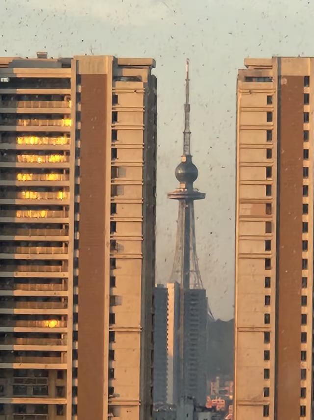青岛在一周的台风及阴雨影响过后，今日终于拉开了灰色大幕微头条《原创》受台风的