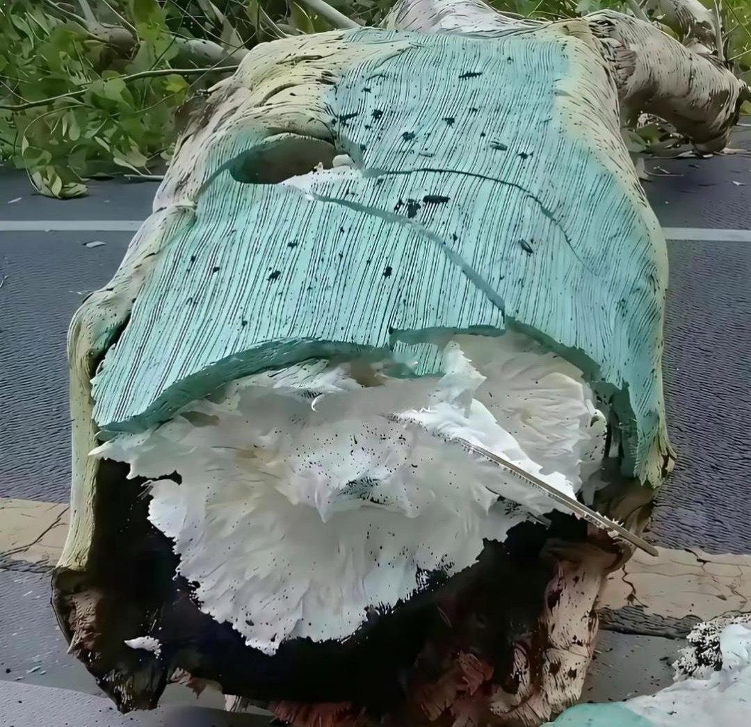 现在还有什么是真的？