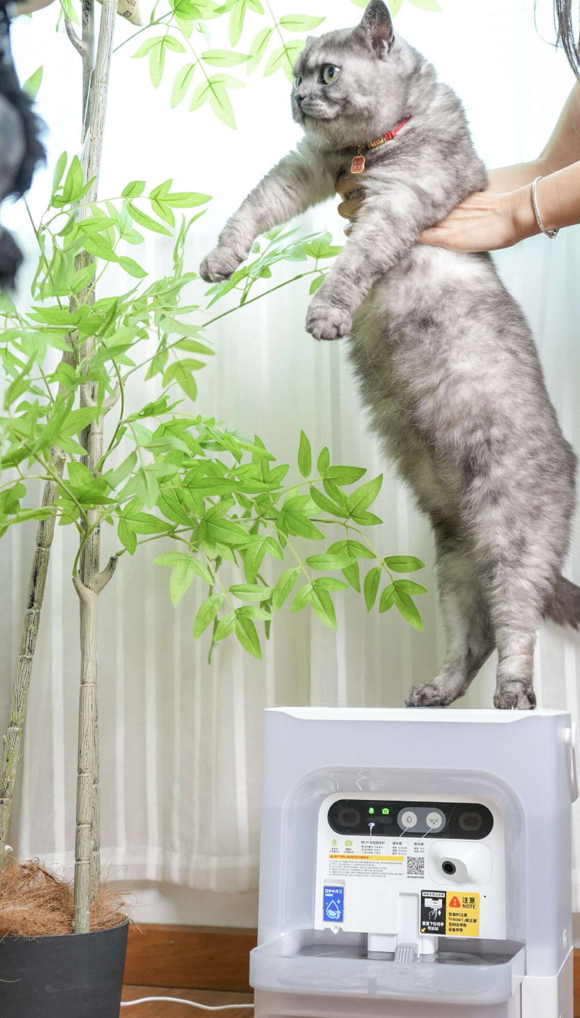 今天又是给兄弟4个挣猫粮的一天！拾伍的猫奴生活