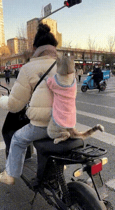 笑不活了家人们！现在的小猫咪已经卷到要抢人类的“舞王”头衔了吗？