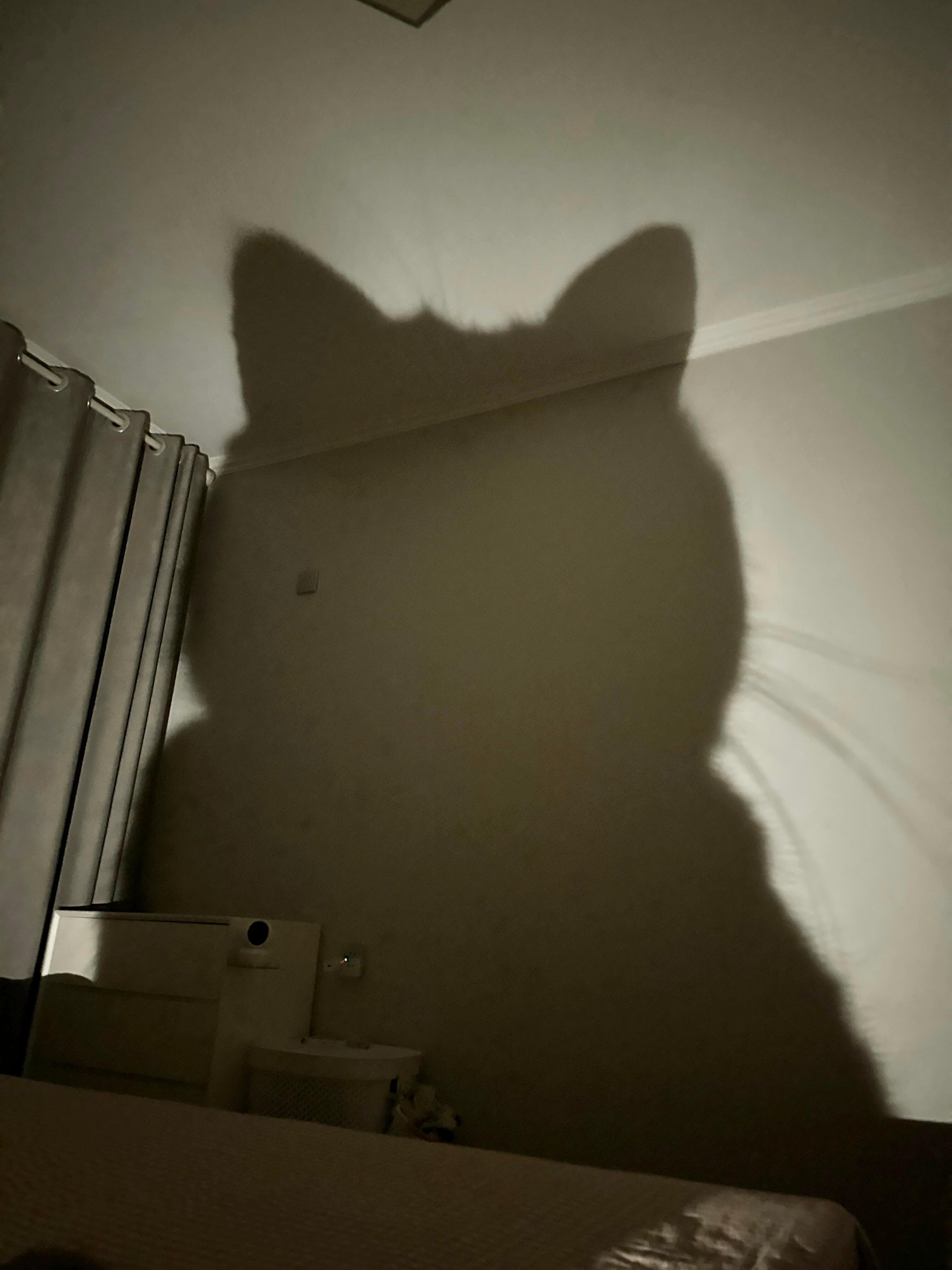 不睡觉的小盆友会被猫猫怪抓走奥！​​​