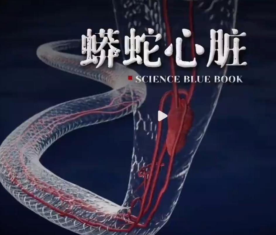 为什么心脏专家喜欢研究蟒蛇的心脏？看完超乎你的想象！ 在大多数人的认知里，蟒