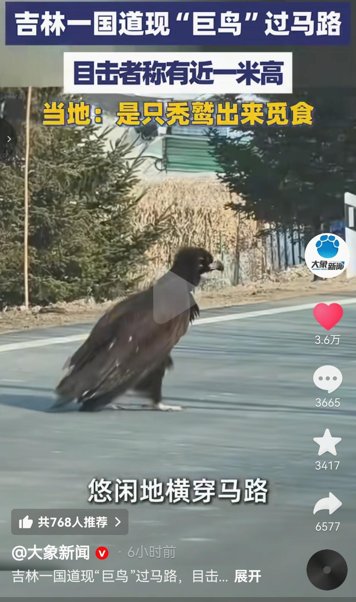 吉林国道惊现“座山雕”！近1米高巨鸟淡定过马路，司机全停车让行：这才是东北人的格