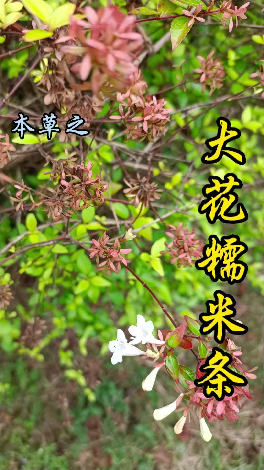 1️⃣外观特征：有白色小花、红褐色嫩枝与小穗，搭配翠亮的锯齿叶片，辨识度很高。