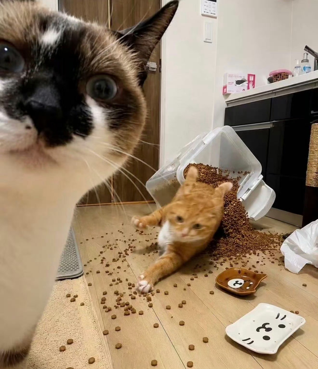 猫咪：妈妈，看好了，我都给你拍下来了