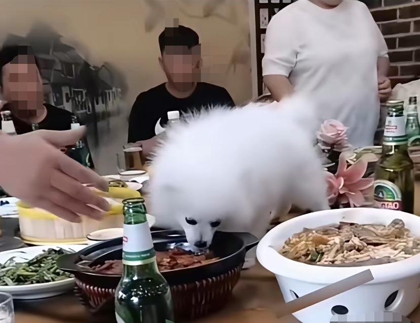一看就知道这位纹身大哥是这桌子上最有身份地位的人，他把狗放在桌子上吃菜，一帮小弟