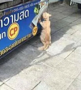 网友在路边拍到一只流浪猫，正在舔海报上的鱼，看着好让人心酸啊……