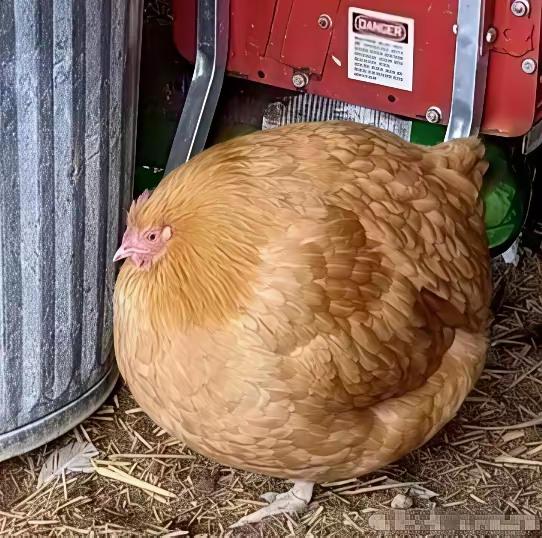 美术课上，老师布置了一个作业：画一只鸡。小女孩认认真真画完了。交上去，老