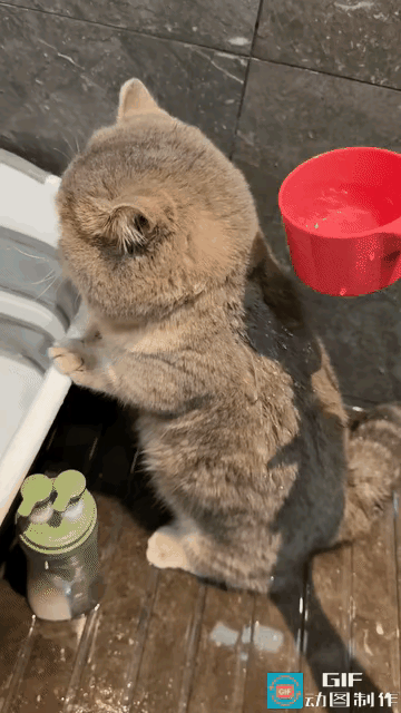 谁能拒绝一只洗澡全程乖乖配合的小奶猫啊！这才是养猫人的终极幸福吧！广东这位