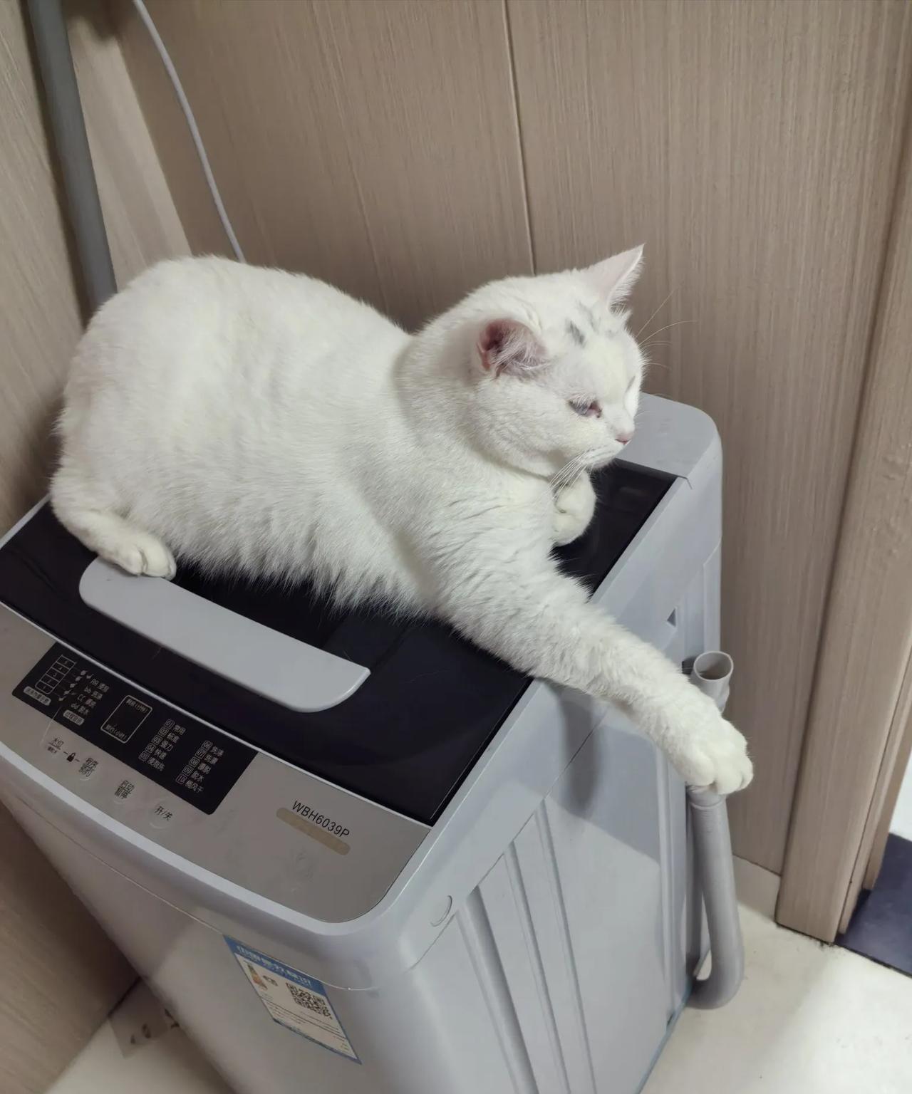 聪明的小猫咪我家的猫咪是白色的，它能辨别小儿子的脚步声。每次小儿子来我处，在