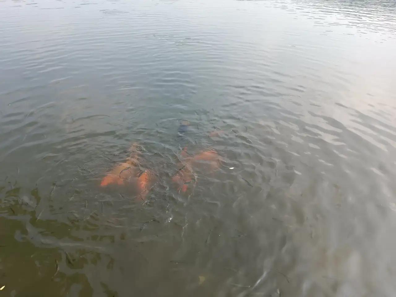 希望樊振东不要忘了自已是军人，作为军人就应该有召必回，为祖国爭光。让五星红旗高高