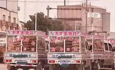 2000年，神秘组织“天津大麻花”，明明没人买却走遍全国，如今才彻底明白，里面竟