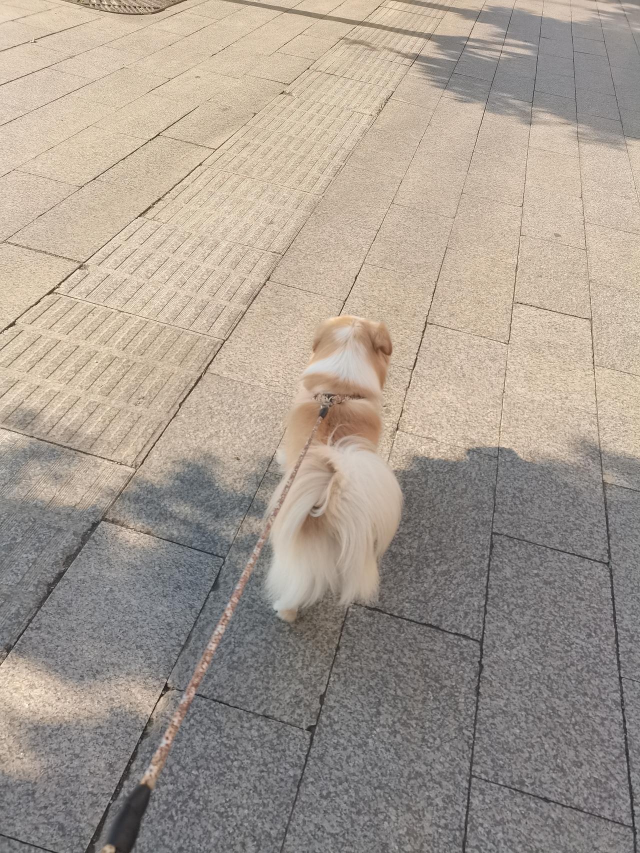 狗子小六有一个从小就养成的臭毛病。今早差点因为这个臭毛病，让别的狗给咬了。