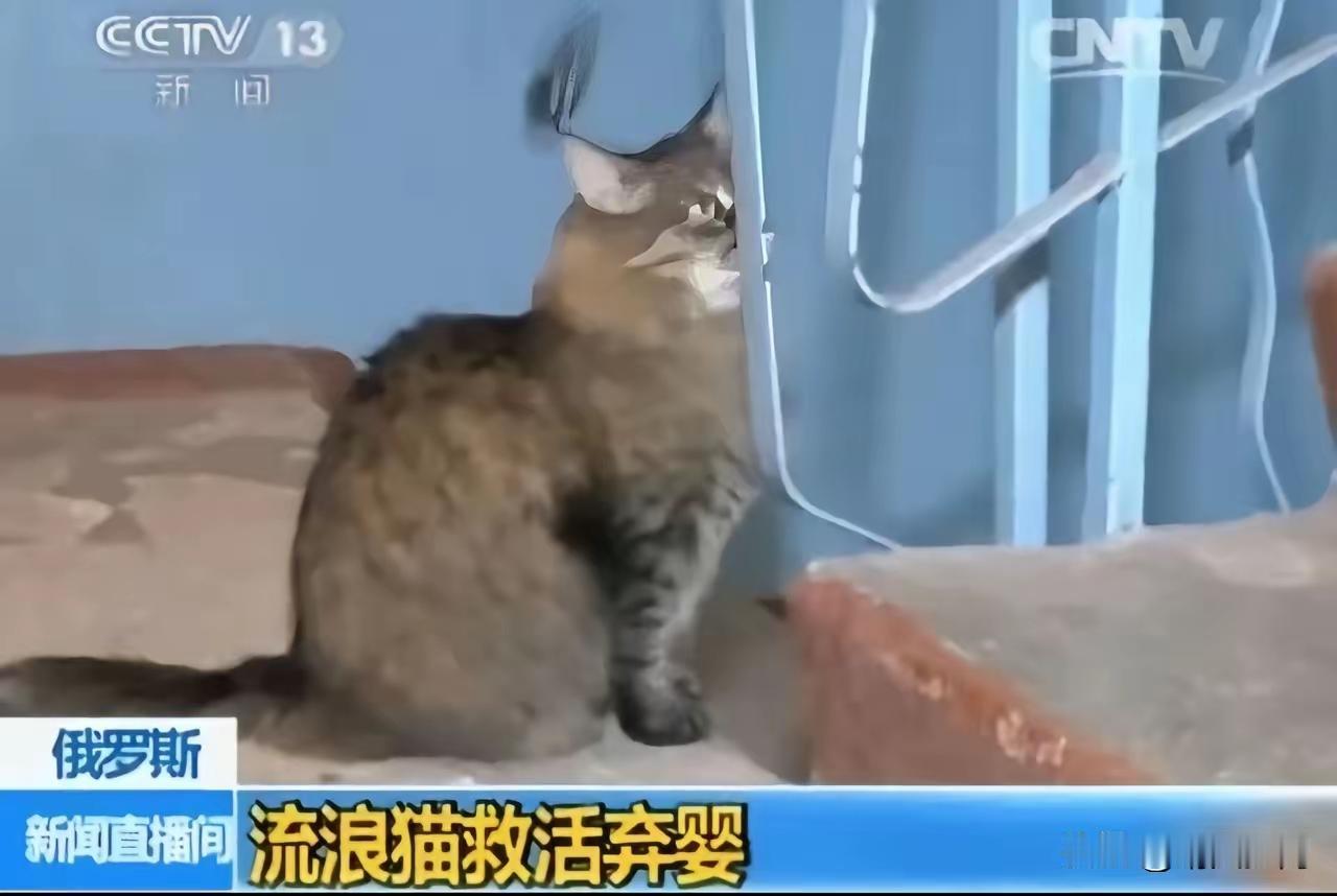 零下20度的生死奇迹：一只流浪猫用体温焐热弃婴，央视含泪报道，全网破防！