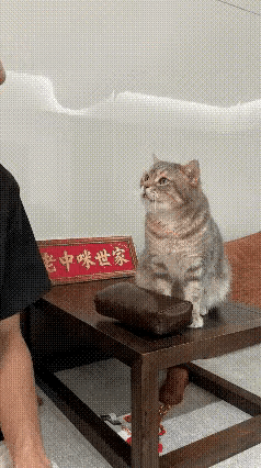 别笑这只蹲在脉枕上装模作样号脉的小猫咪，它这本事根本不是天生的。