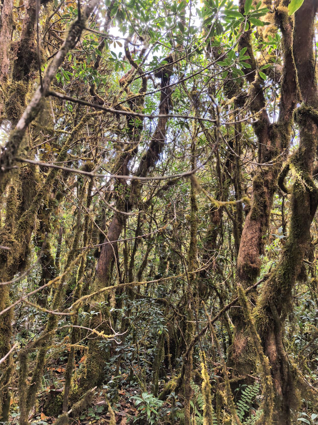 踏入高黎贡山深处，就像闯进了一个被岁月尘封的童话世界。这里是毛毛球森林，北纬25
