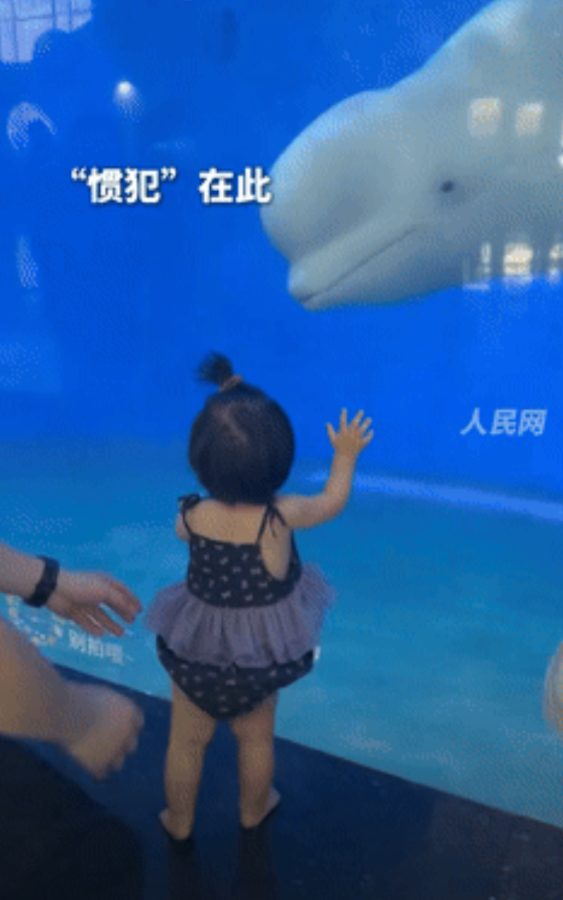 “真成精了！”山东德州，一家长带着女儿去海洋馆看白鲸，出于好奇，女孩紧紧盯着白鲸