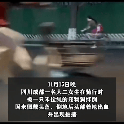 成都女生被狗绊倒重伤！未拴绳宠物犬酿惨剧，目击者：狗狗已多次失控！11月1