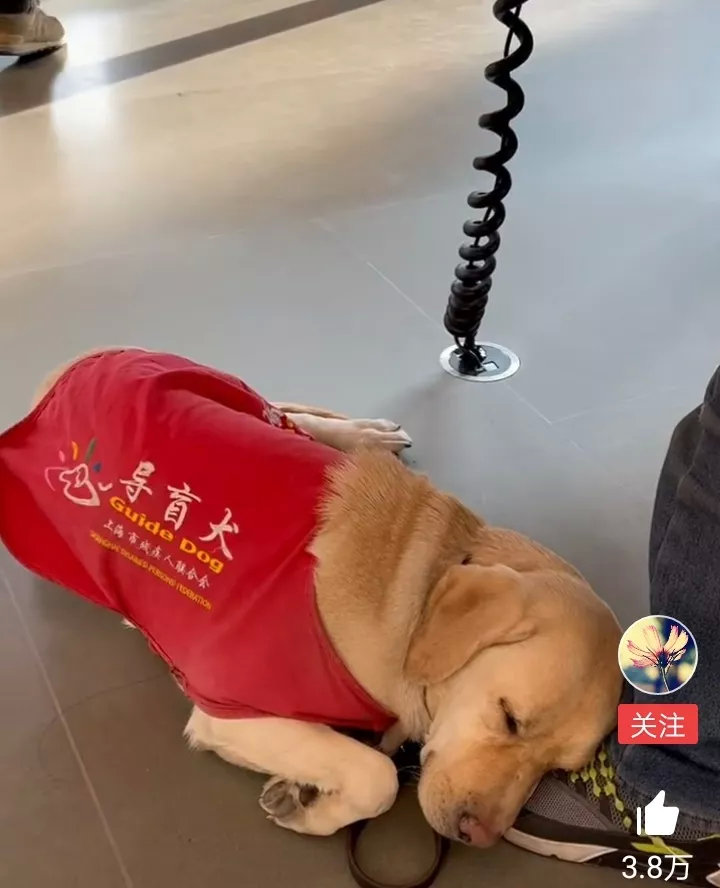 导盲犬太累了，在主人的脚上睡着了。从陪伴主人出门的那一刻，它们便开始了高强度的紧
