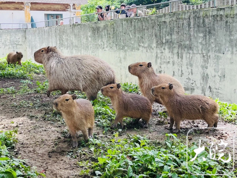 中高考生可免费游览合肥野生动物园