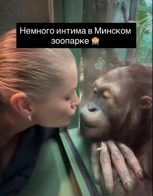 近日，一名白俄罗斯女子隔着玻璃亲吻了一只猩猩，结果猩猩直接站立起来，并用前爪指了