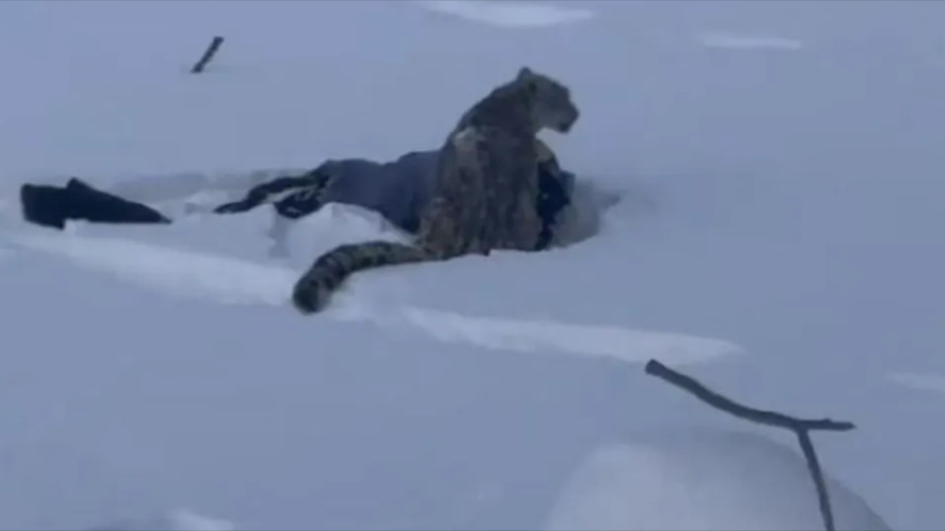 雪豹袭击事件：咬伤滑雪游客又致35只羊死亡，当地通报