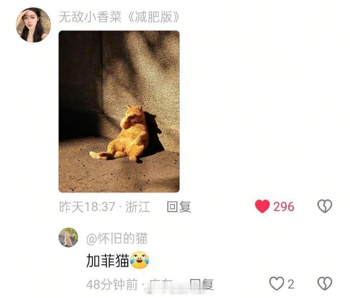 大家镜头下的小猫🐱​​​