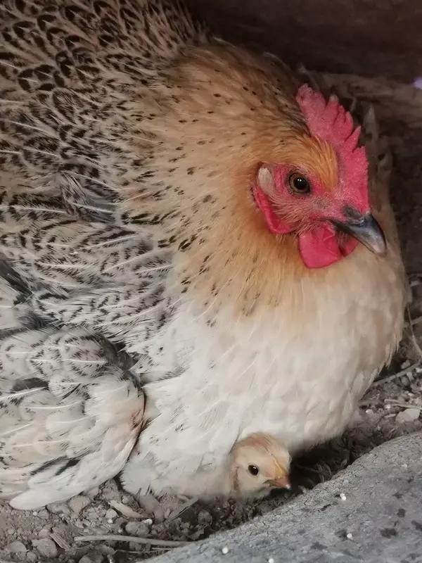 明明是同样的爱，却被贴上了偏心的标签。藏着许多妈妈说不出的委屈[捂脸哭]让我