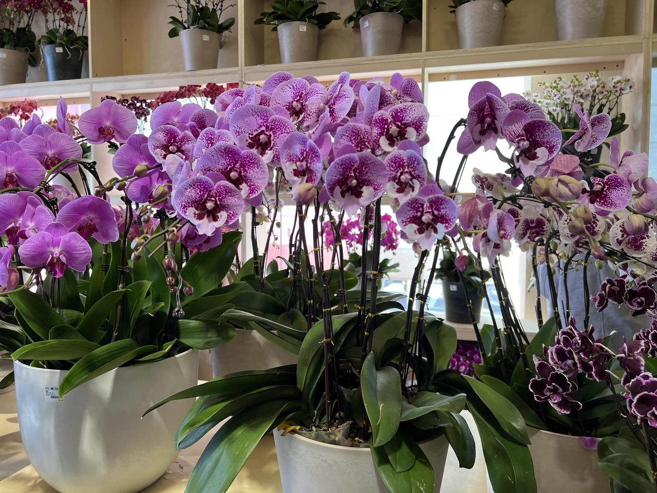 网上经常有人讨论走地鸡（江湖上人称流浪汉）、土猪肉都是智商税！个人认为这取决于