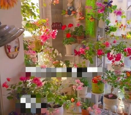 近日，河南洛阳一女子晒出自己家养在阳台的三角梅，每到出太阳的时候，阳台这个角落简