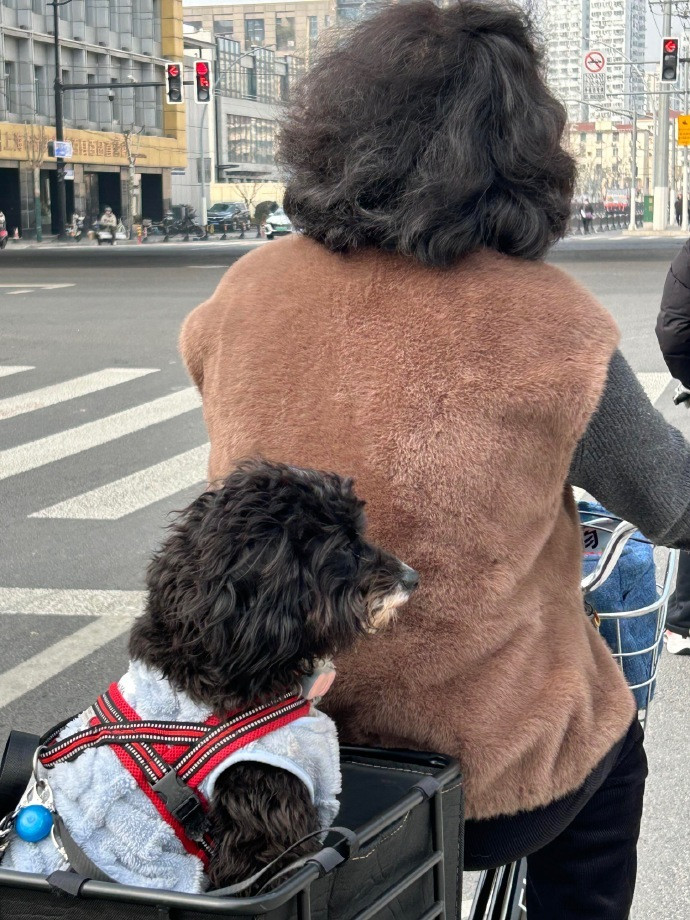 小狗和主人是共用一个托尼老师吗