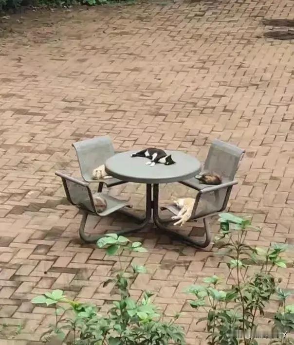 猫咪：开会的尽头是睡觉~​​​