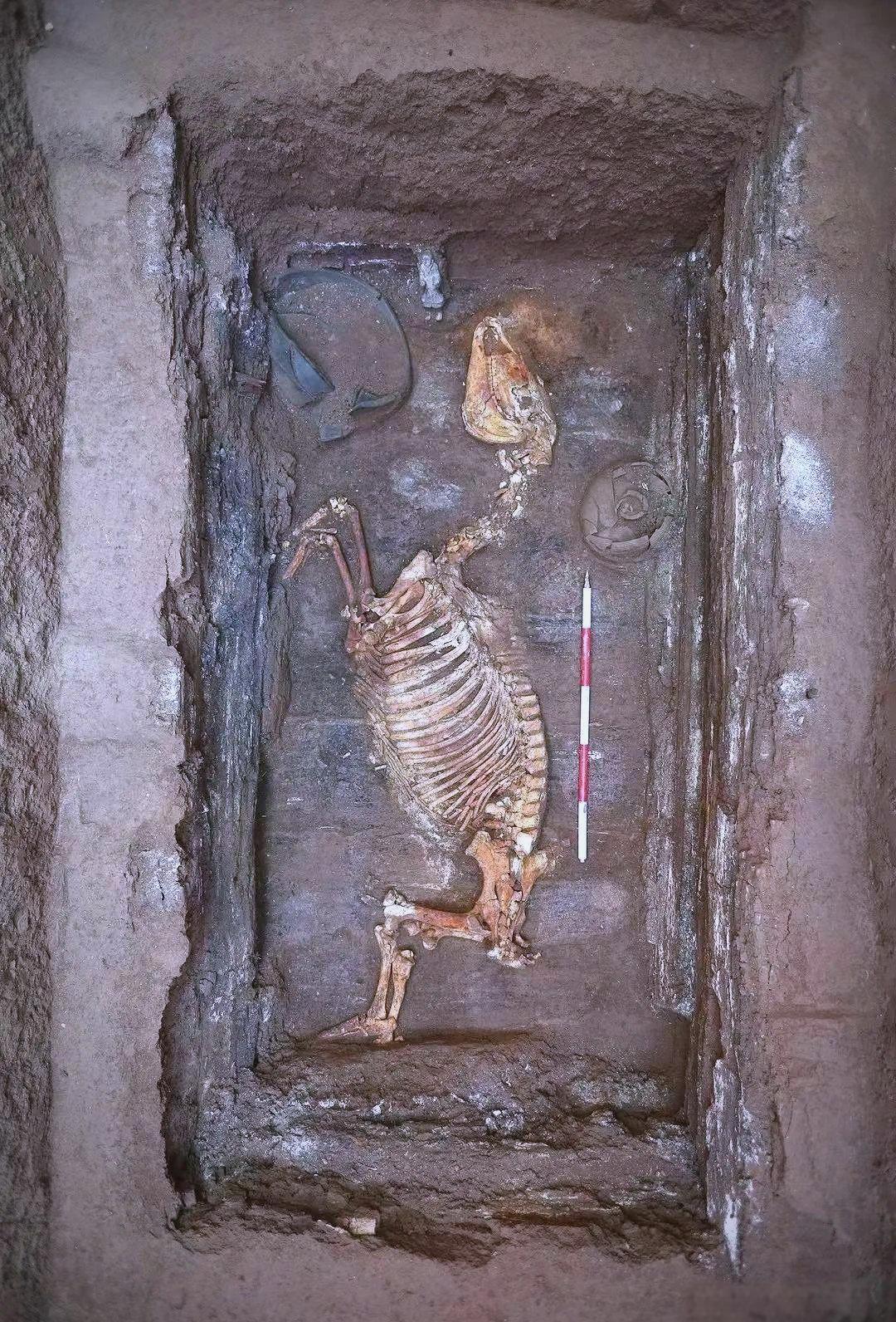 【汉文帝霸陵发现进口宝马】汗血宝马的梦想，在被文帝的孙子实现了。媒体报道，近