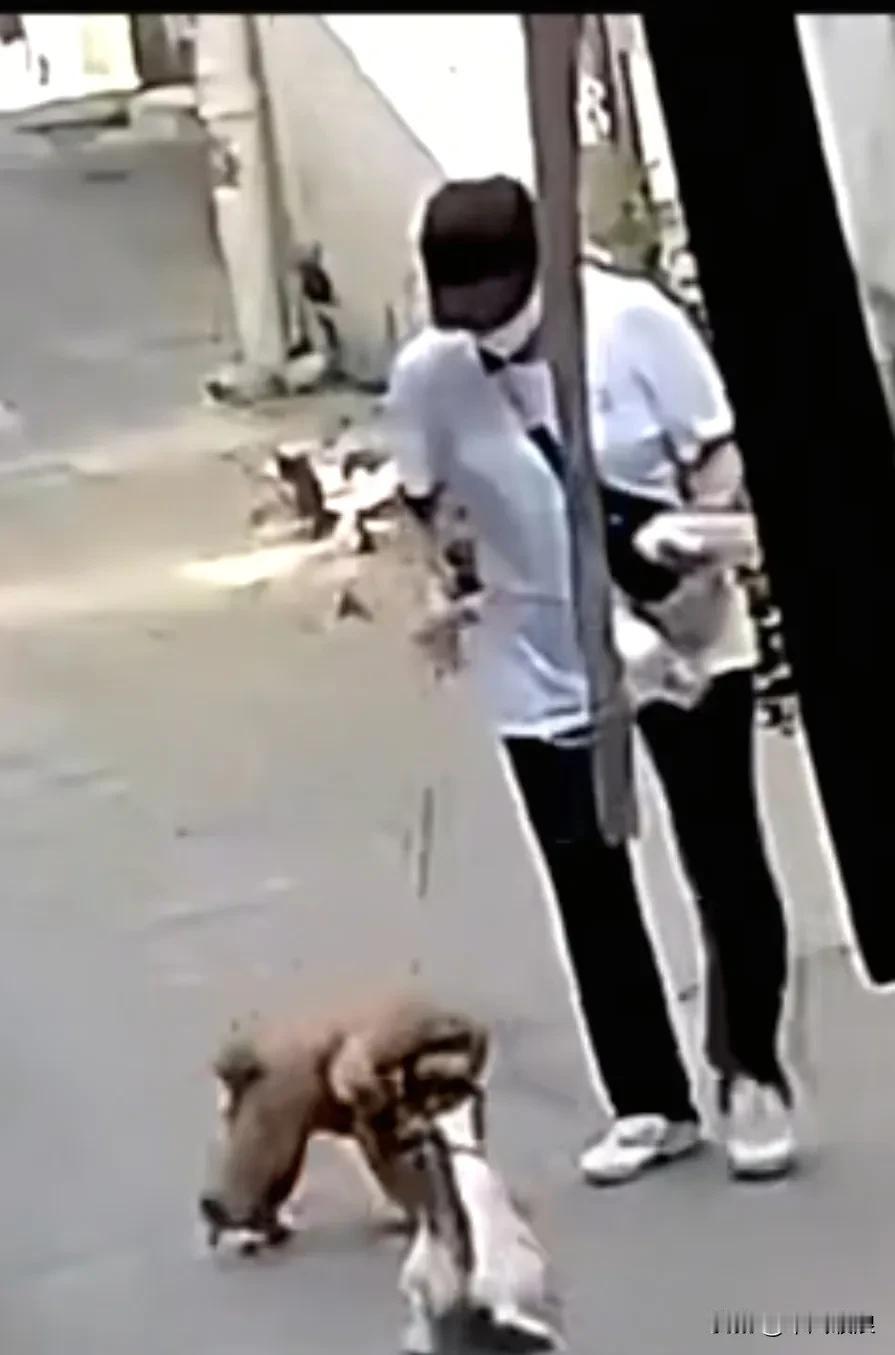 主人牵着小泰迪在路上散步，小泰迪以为自己了不起，德意念形逢人便狂叫不停。没料到突