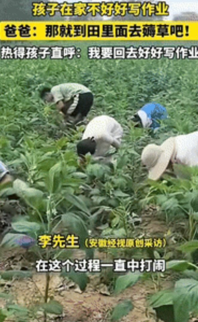 “这下后悔了吧！”安徽阜阳，一男子因孩子在家不好好写作业，将其带到田里薅草，不料
