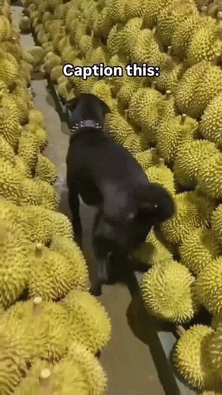 狗狗遭遇棘手事态！[捂脸哭]