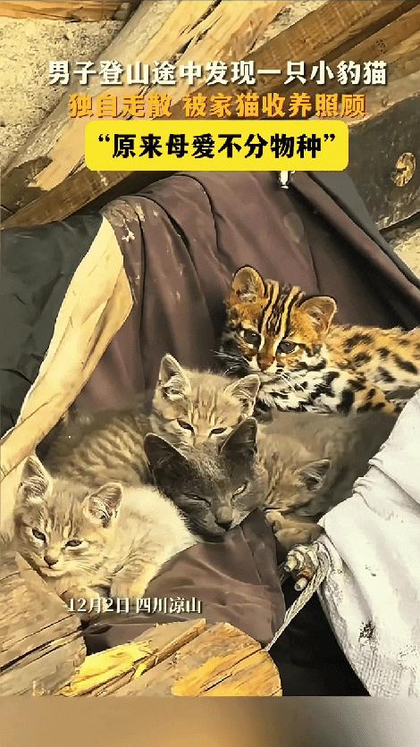 母爱不分物种！四川，一男子登山途中，经过一户农家时，意外发现柴火堆里的猫窝里竟然