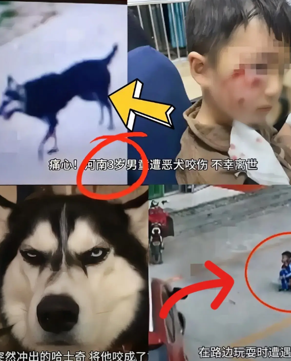 刷到河南3岁孩子被狗咬离世的事儿！打了4针狂犬疫苗，还没来得及打第5针，才17