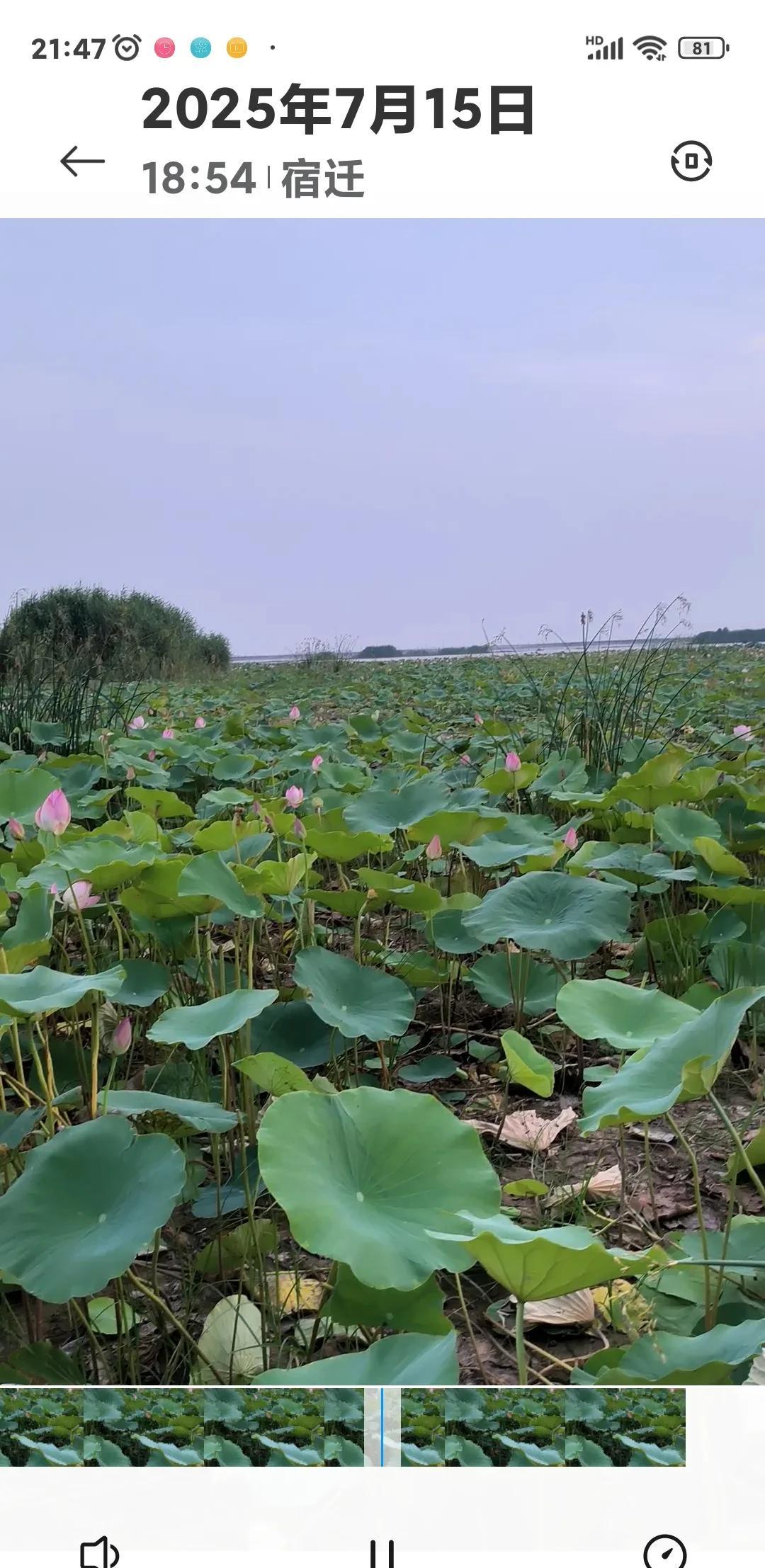 吃过晚饭，赶紧把头洗洗，洗完头想到洪泽湖看荷花。以前我们只能远观洪泽湖的荷花，