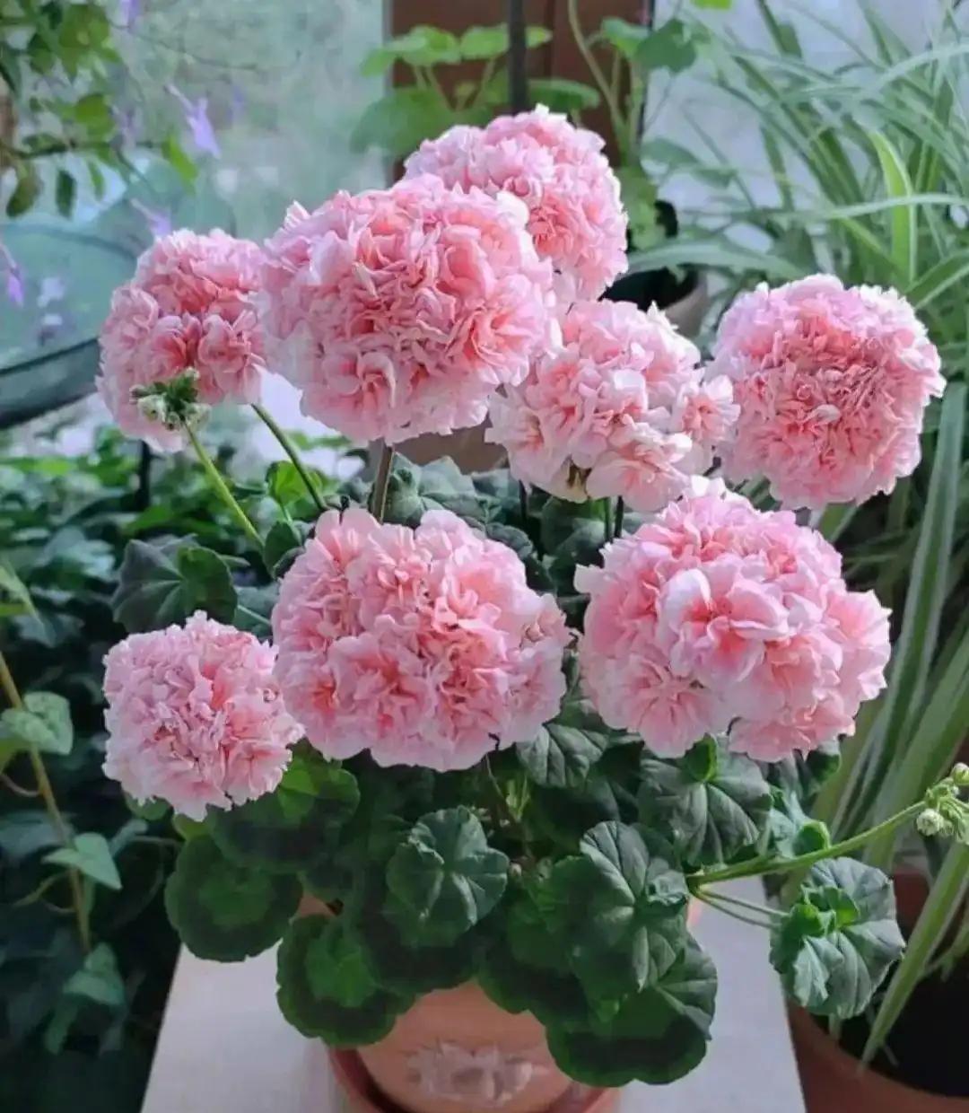 天竺葵今年变“卷”了。星空系列把花瓣做成银河，耐热也提三成；四季红干脆全年不休