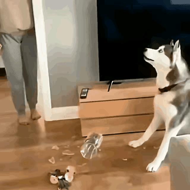 狸花猫把花瓶推下去那一刻我隔着屏幕都替二哈捏汗。监控里它先瞄一眼狗再瞄一眼玻璃