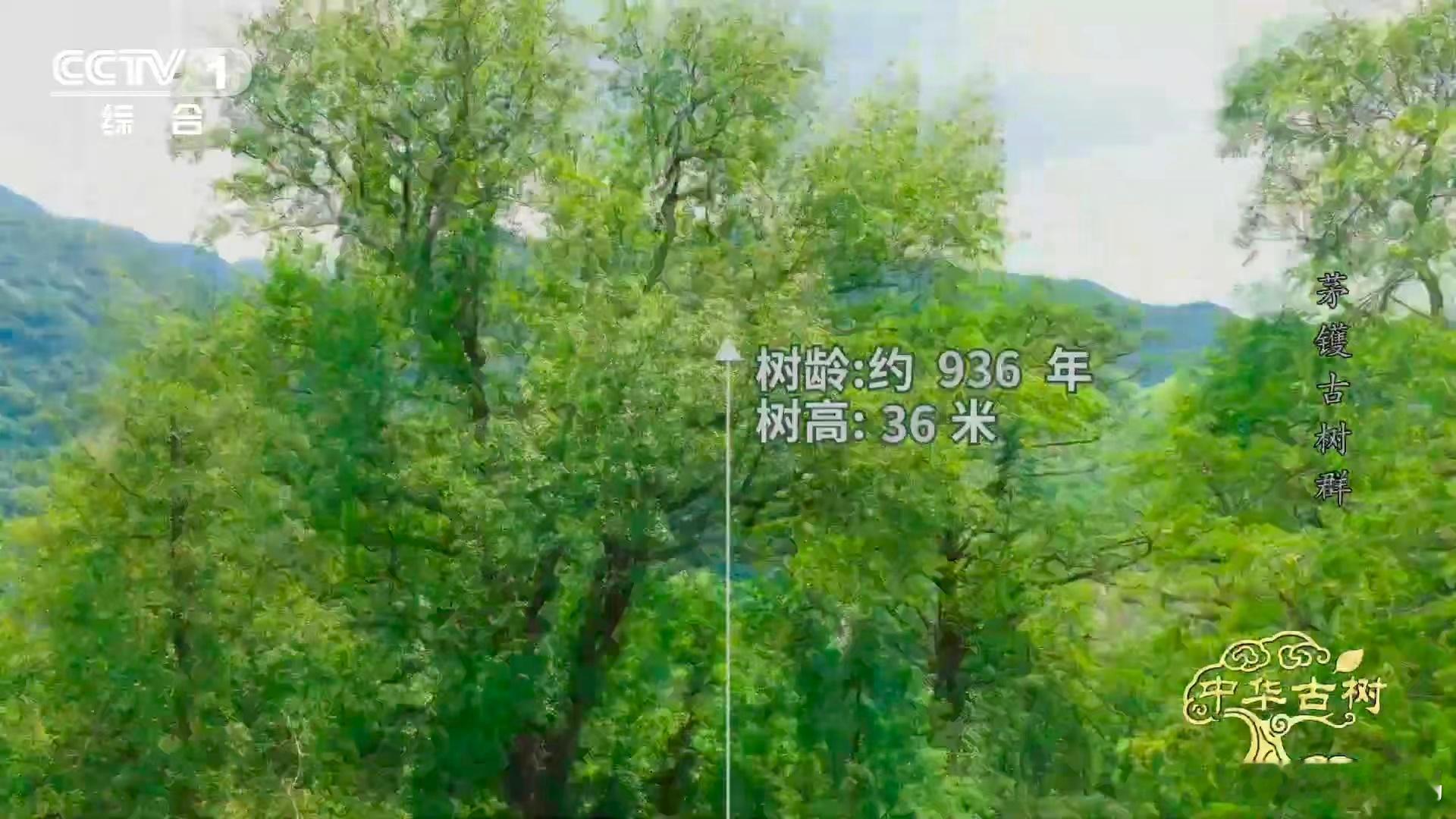 中华古树魅力无穷，浙江宁波茅镬村的千年金钱松便是代表。它历史悠久，11月中下旬，