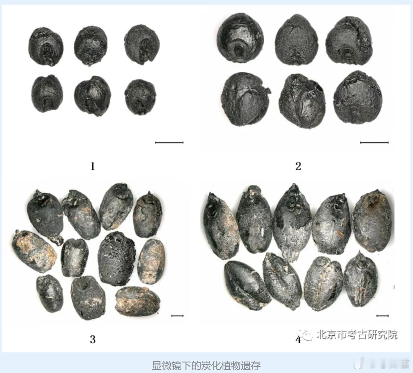 考古新知浮选法在田野考古中，除了陶器、石器等可见遗存，古人食用的谷物、采集的