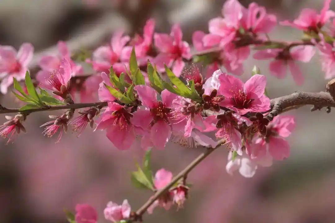 文笔挑战上原联风来乌云散对下联春来花满山[呲牙笑][呲牙笑][呲牙笑][给力