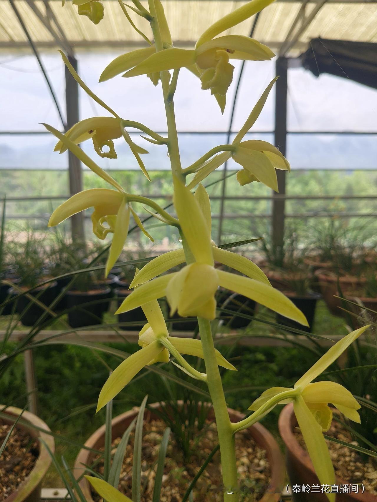 分享一张你的兰花照片自然种植秦岭蕙兰素芯开品极佳，香气扑鼻