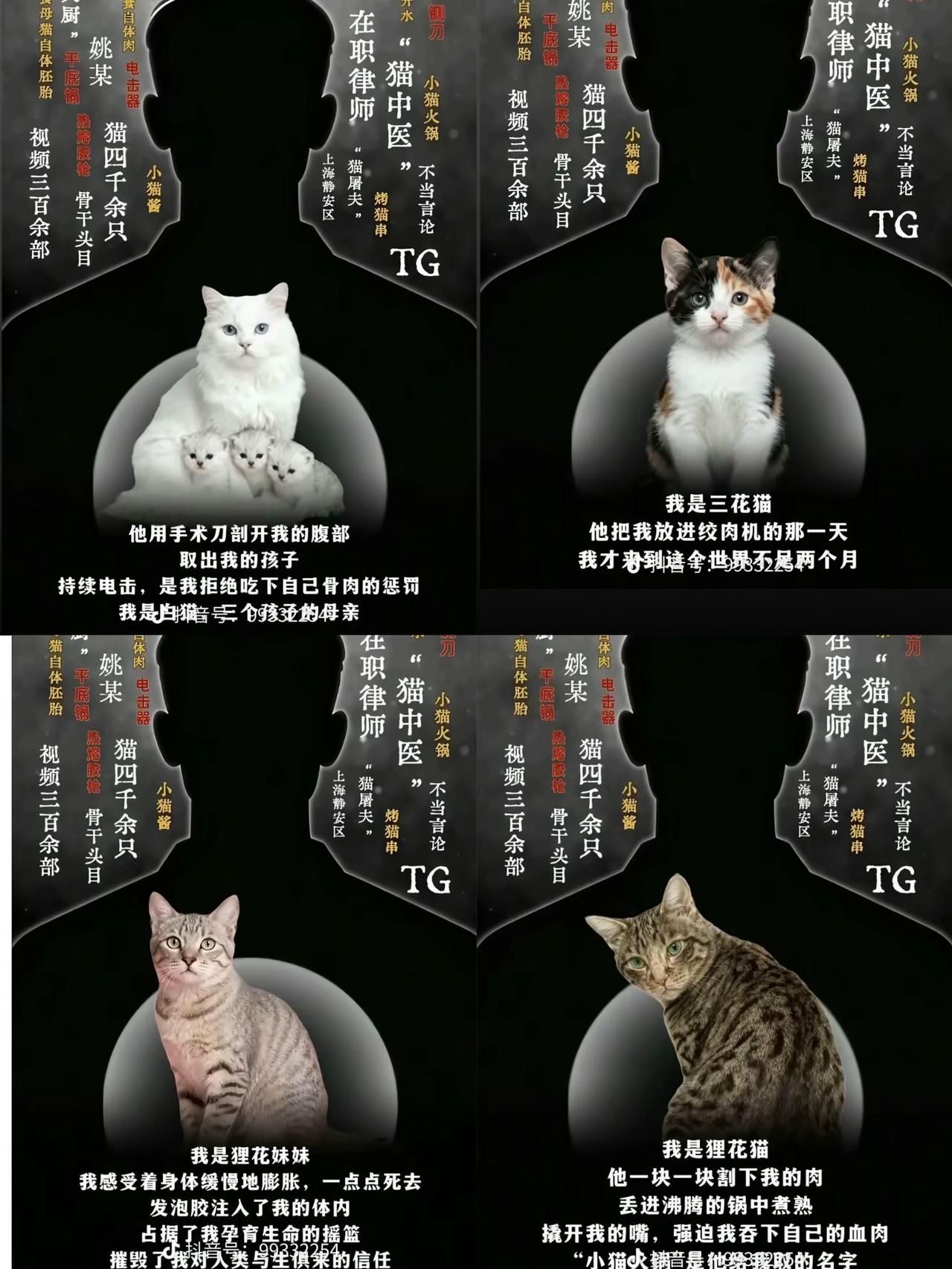 这哪是律师，分明是披着人皮恶魔！戴眼镜斯斯文文的姚远，竟靠虐杀四千只猫咪在外