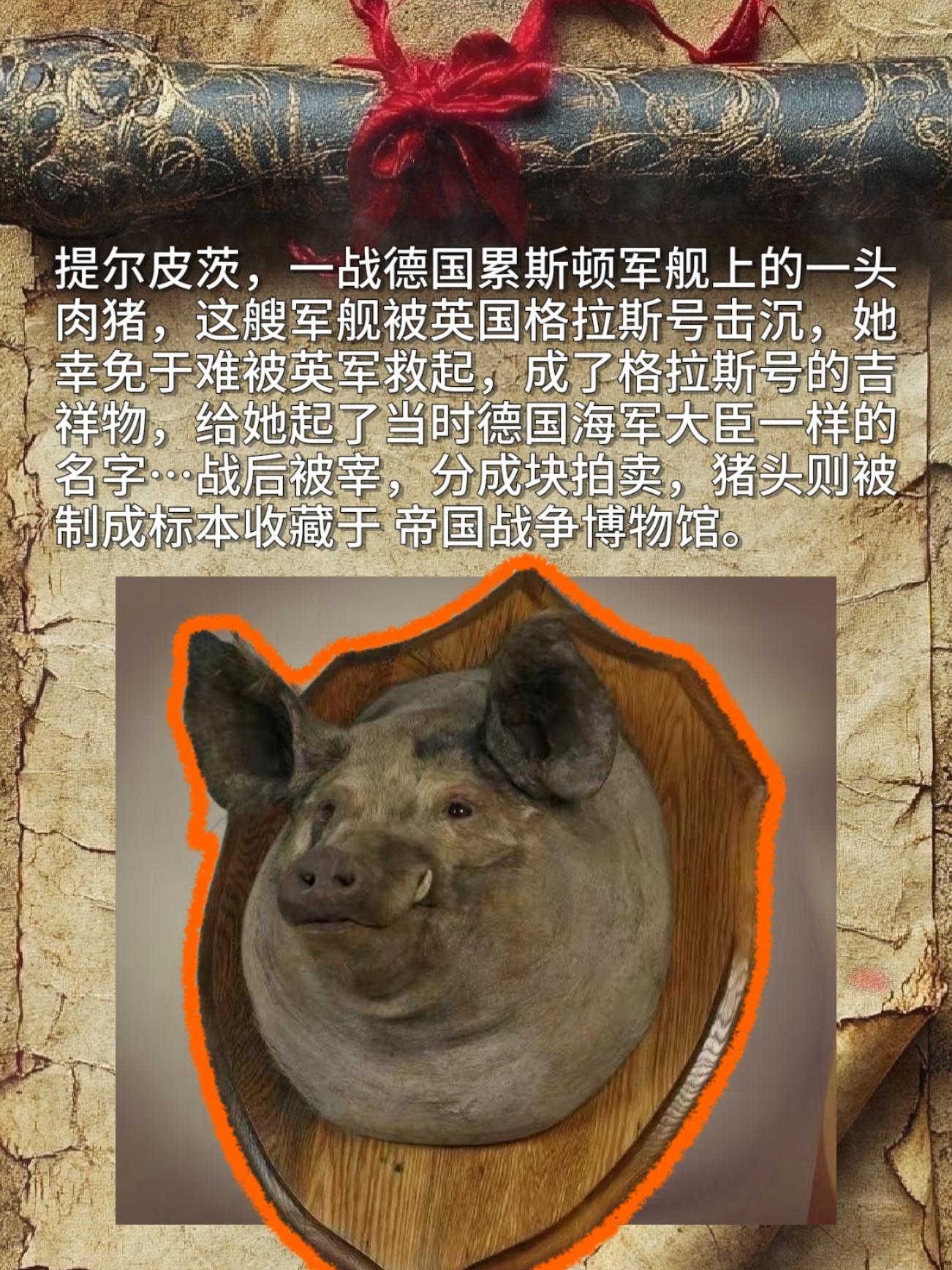 提尔皮茨，一战德国累斯顿军舰上的一头肉猪，这艘军舰被英国格拉斯号击沉...