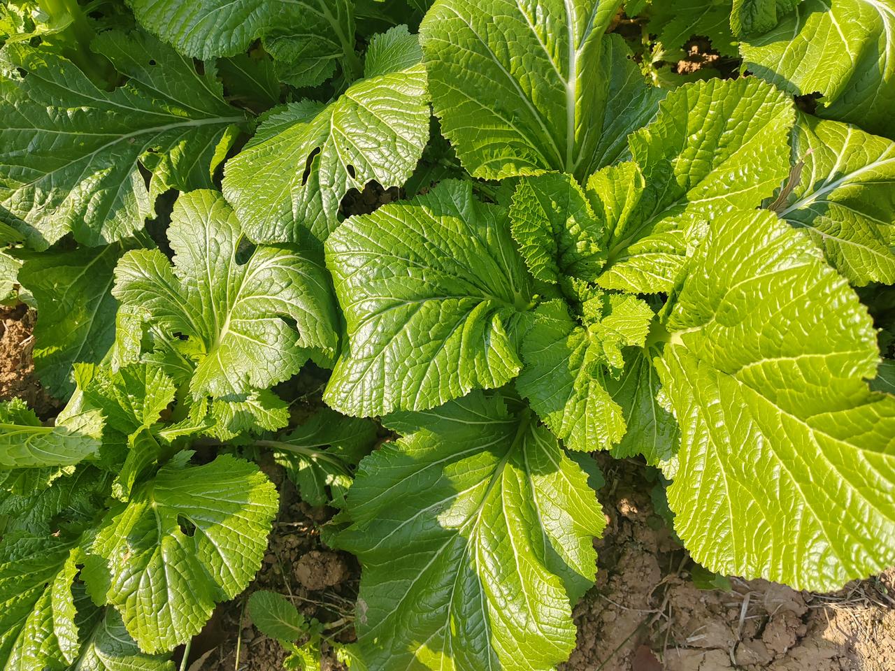 这里的庄稼地里种的东西经常吃，但没见过在庄稼里长什么样子，今天终于开了眼里！你认